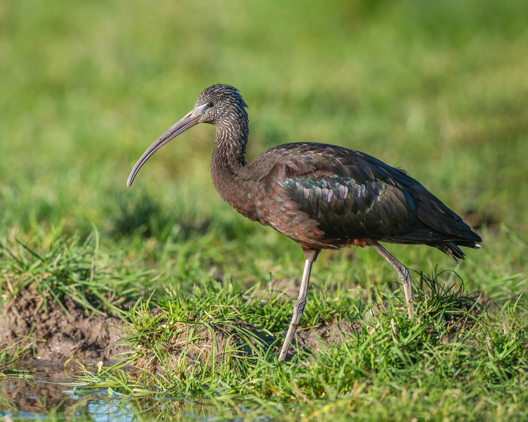 Glossy ibis (Plegadis falcinellus)