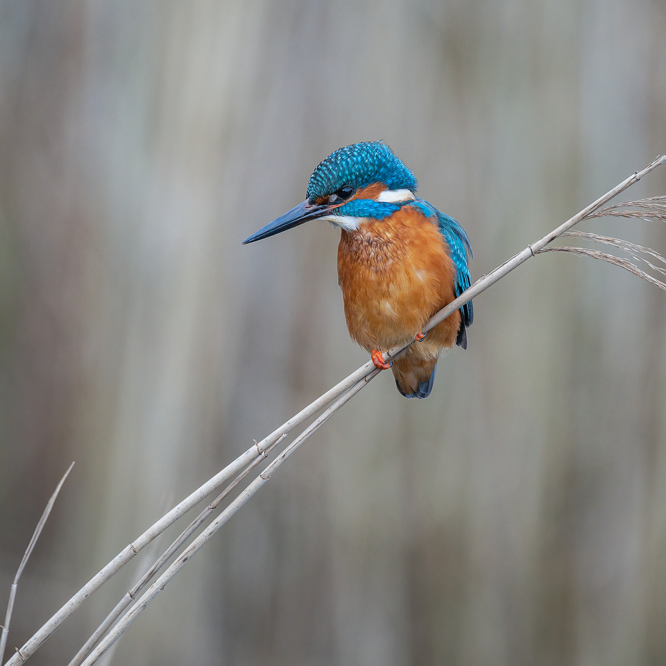 Common kingfisher (Alcedo atthis)