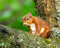 Red squirrel (Sciurus vulgaris)
